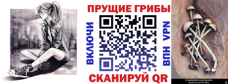 Псилоцибиновые грибы Cubensis  Михайлов 